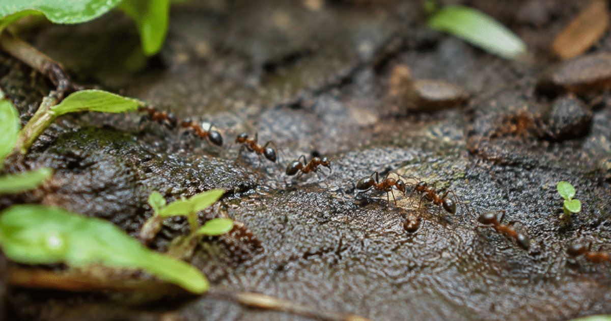 Fourmis marchant en file sur sol de jardin humide