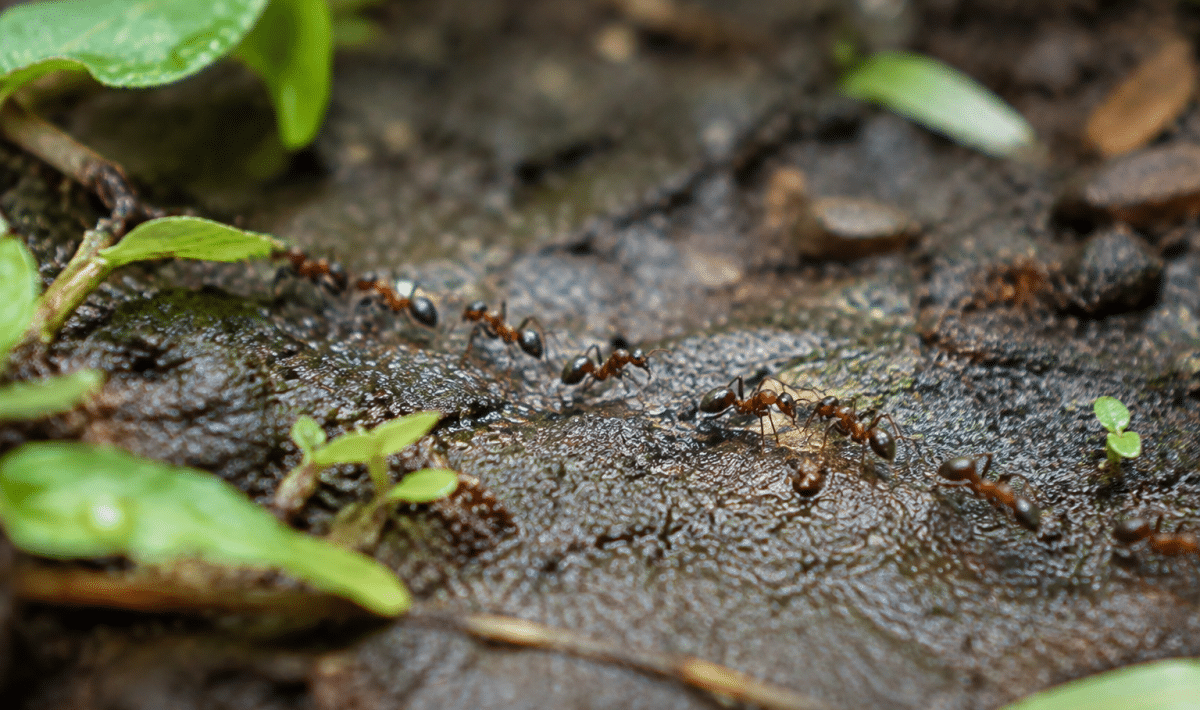 Fourmis marchant en file sur sol de jardin humide