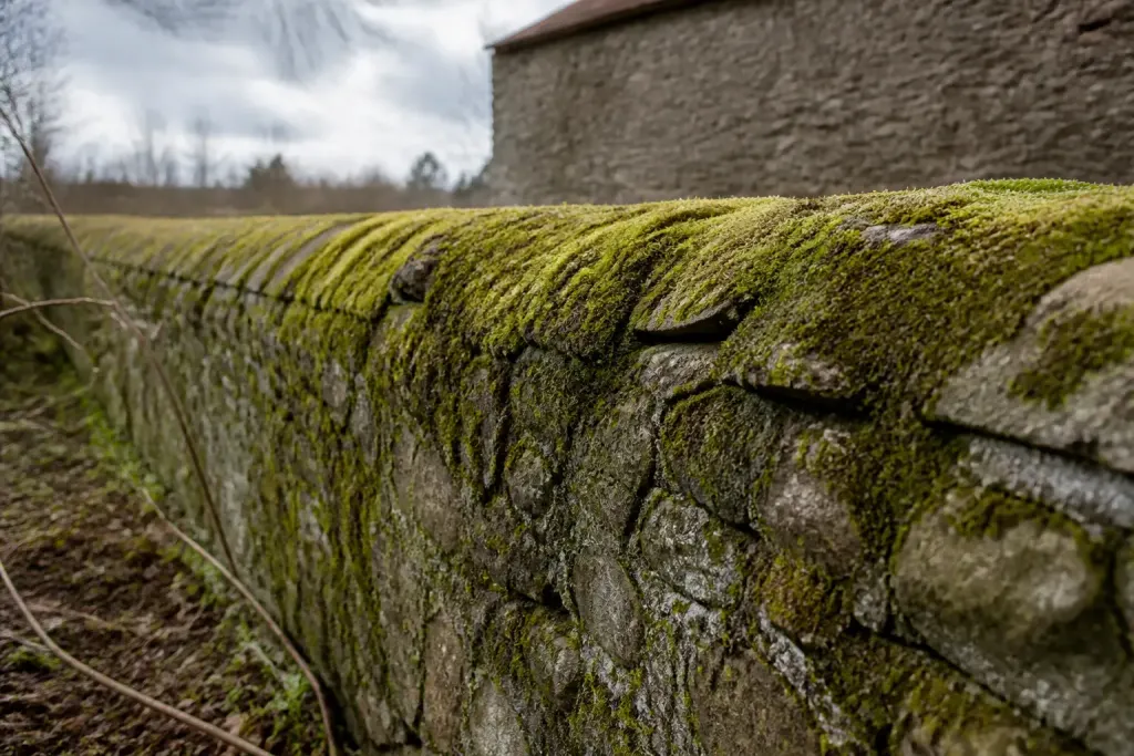 Mur exterieur couvert de mousse sous ciel gris